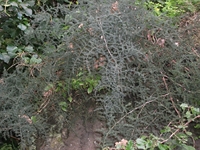 cantara gurne23122011 064